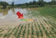 Banjir Melanda, Panen pun Batal