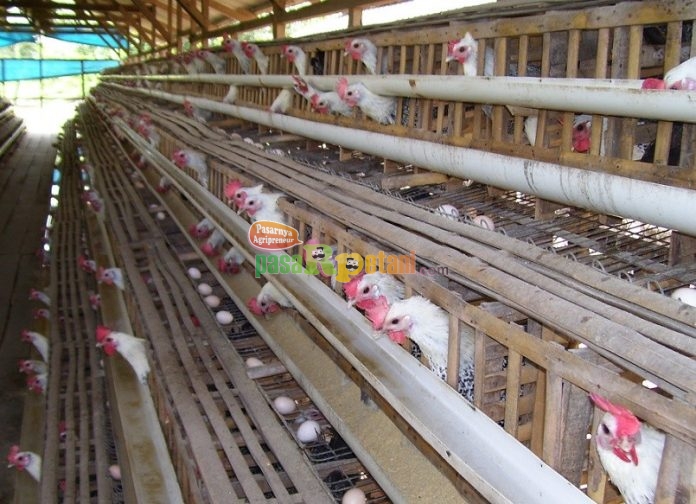 Ayam Arab