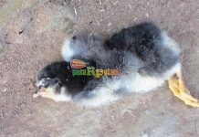 Cara Mengurangi Tingkat Kematian DOC (Daily Old Chick) Ayam Kampung