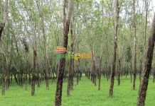 Meningkatkan Produksi Lateks Tanaman Karet