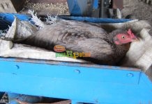 Membuat Ayam Kampung Rajin Bertelur