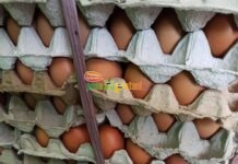 Awet, Harga Telur Anjlok, Peternak Gulung Tikar