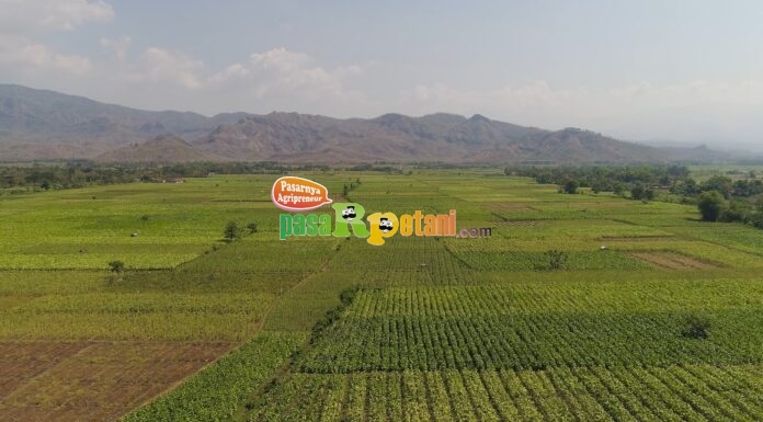 lahan sawah