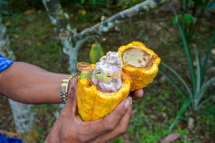 High angle shot of man hands holding cocoa fruit