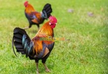 Cara Murah dan Unik Beternak Ayam Kampung di China Ayam Kampung