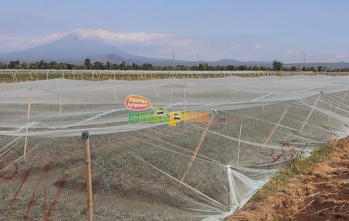 Lahan Produksi Bawang Berjaring di Probolinggo