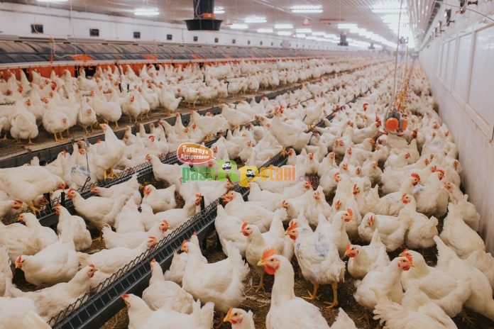 Industri Peternakan Ayam Pedaging