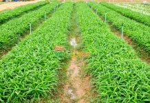 Kelangkaan Petani Muda, Pertanian Bisnis Masa Depan Produksi sayur kangkung