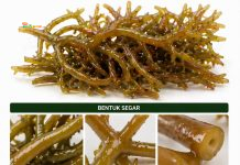 Rumput Laut Cottonii Jadi Tulang Punggung Industri, Indonesia Masih Jual Mentah Kappaphycus alvarezii atau yang lebih dikenal sebagai rumput laut cottonii