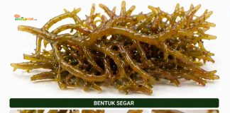 Rumput Laut Cottonii Jadi Tulang Punggung Industri, Indonesia Masih Jual Mentah Kappaphycus alvarezii atau yang lebih dikenal sebagai rumput laut cottonii