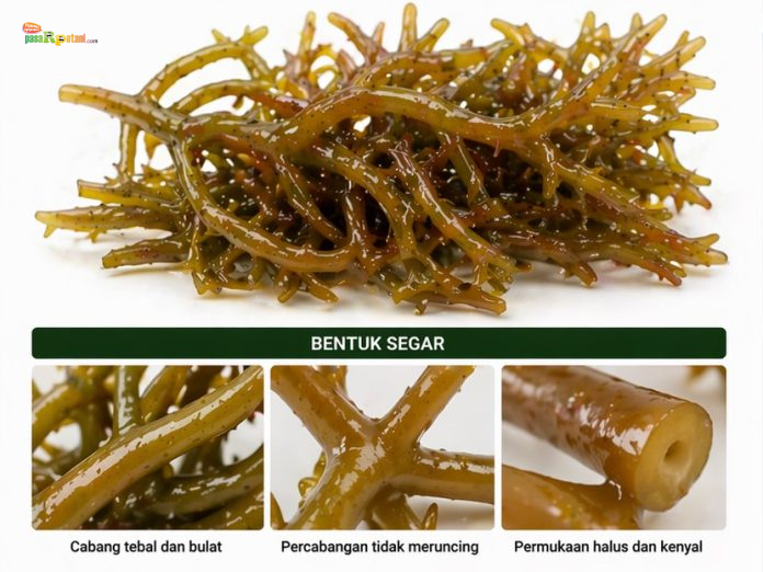 Kappaphycus alvarezii atau yang lebih dikenal sebagai rumput laut cottonii