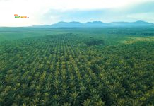 Daftar Emiten Saham Sawit di Indonesia 2026: Siapa Penguasa Industri CPO dan Ke Mana Arah Bisnisnya? Hamparan Perkebunan Kelapa Sawit