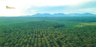 Daftar Emiten Saham Sawit di Indonesia 2026: Siapa Penguasa Industri CPO dan Ke Mana Arah Bisnisnya? Hamparan Perkebunan Kelapa Sawit