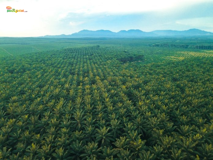 Hamparan Perkebunan Kelapa Sawit