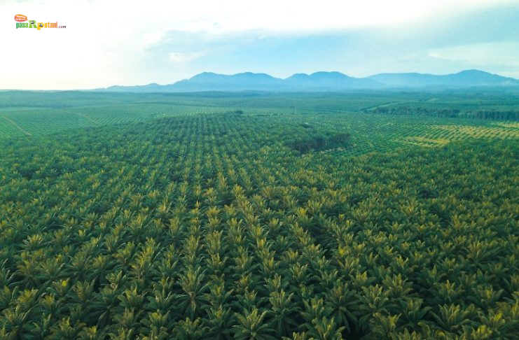 Daftar Emiten Saham Sawit di Indonesia 2026: Siapa Penguasa Industri CPO dan Ke Mana Arah Bisnisnya? Hamparan Perkebunan Kelapa Sawit