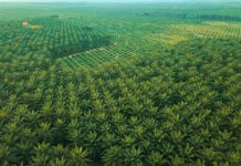 Daftar Saham Sawit Murah Tapi Potensi Besar: Hidden Gem yang Jarang Dilirik Investor Hidden Gem Perkebunan Kelapa Sawit dari Udara