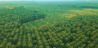 Daftar Saham Sawit Murah Tapi Potensi Besar: Hidden Gem yang Jarang Dilirik Investor Hidden Gem Perkebunan Kelapa Sawit dari Udara