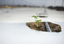 Mulsa Plastik Mahal di 2026, Petani Mulai Menghitung Ulang Biaya Tanam – Harga Sayur Terancam Ikut Naik Mulsa Plastik