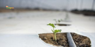 Mulsa Plastik Mahal di 2026, Petani Mulai Menghitung Ulang Biaya Tanam – Harga Sayur Terancam Ikut Naik Mulsa Plastik