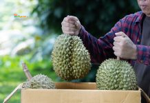 Rantai Distribusi Pendek: Kenapa Pasar Petani Lebih Efisien? Panen Durian