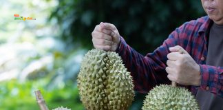 Rantai Distribusi Pendek: Kenapa Pasar Petani Lebih Efisien? Panen Durian