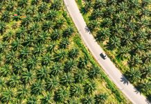 Saham Sawit Dividen Tinggi: Pilihan Stabil di Tengah Gejolak Harga CPO Perkebunan Kelapa Sawit