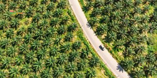 Saham Sawit Dividen Tinggi: Pilihan Stabil di Tengah Gejolak Harga CPO Perkebunan Kelapa Sawit