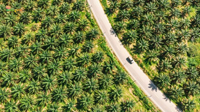 Perkebunan Kelapa Sawit