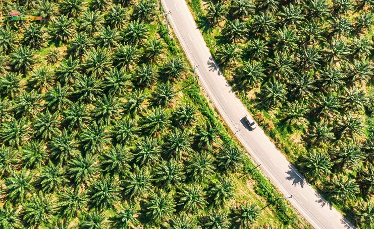 Saham Sawit Dividen Tinggi: Pilihan Stabil di Tengah Gejolak Harga CPO Perkebunan Kelapa Sawit