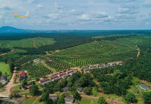 Saham Sawit Paling Tahan Banting Saat Harga CPO Turun: Siapa yang Tetap Untung? Perkebunan Kelapa Sawit dari Udara