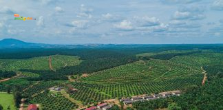 Saham Sawit Paling Tahan Banting Saat Harga CPO Turun: Siapa yang Tetap Untung? Perkebunan Kelapa Sawit dari Udara