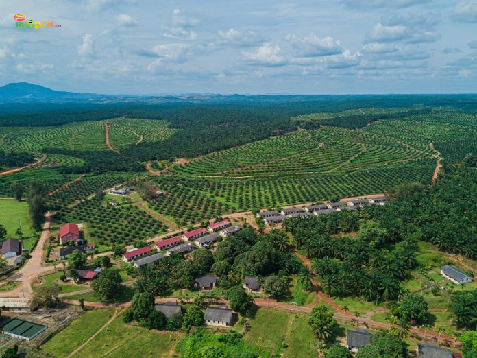 Perkebunan Kelapa Sawit dari Udara