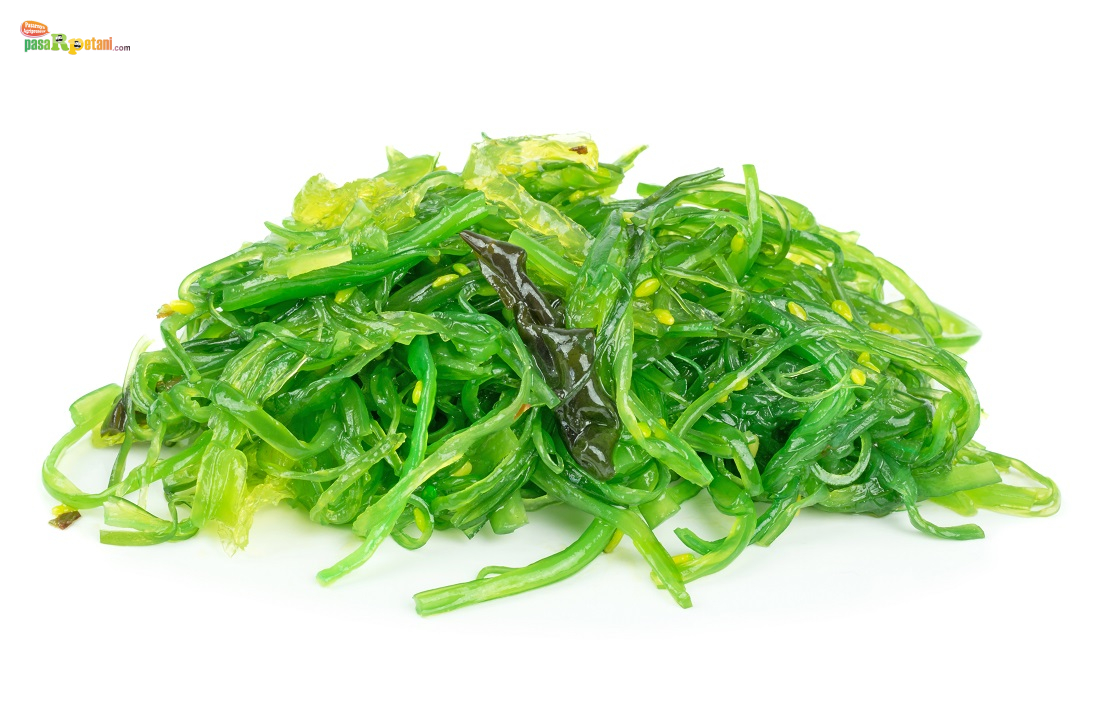 Texture Rumput Laut Indonesia Raja Rumput Laut Dunia, Tapi Masih Terjebak Ekspor Bahan ...