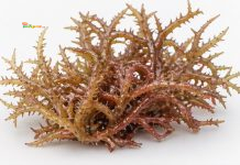 Spinosum: Komoditas Strategis Kedua yang Menguatkan Industri Rumput Laut Indonesia Eucheuma spinosum atau dikenal sebagai spinosum