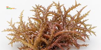 Spinosum: Komoditas Strategis Kedua yang Menguatkan Industri Rumput Laut Indonesia Eucheuma spinosum atau dikenal sebagai spinosum