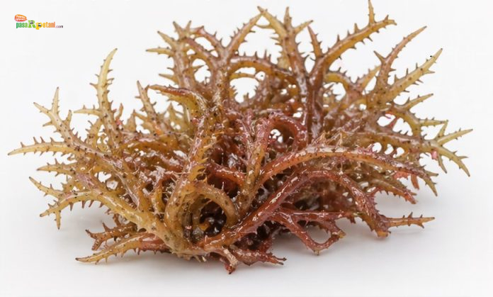 Eucheuma spinosum atau dikenal sebagai spinosum